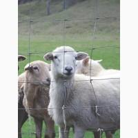 Сетка Казачка облегченная - дешёвый садовый забор