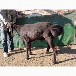 Продам курдючных баранов на племя