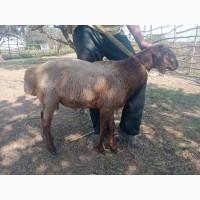 Продам курдючных баранов на племя