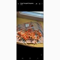 Кукуруза посевная ДКС