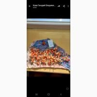 Кукуруза посевная ДКС