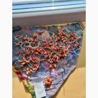 Кукуруза посевная ДКС