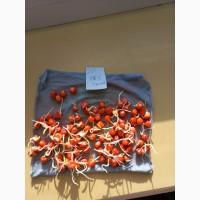 Кукуруза посевная ДКС