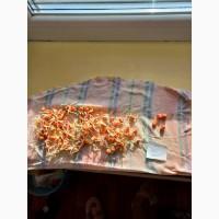 Кукуруза посевная ДКС