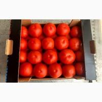 Продам качественный помидор
