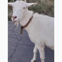 Козы взрослые и молодняк, новорожденные козлята