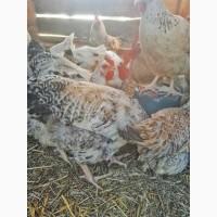 Продаю курочки-несучки породи Майстер Грей