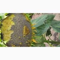 Насіння соняшника гібрид НС Х 6749