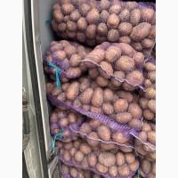Продам Картоплю