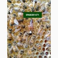 Продам бджоломатки та інше