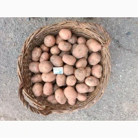 Продам товарну картоплю, сорт беллароза (білароса)