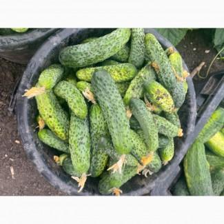 Продам огірок