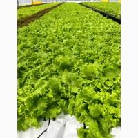Продаем свежий листовой салат Афицион, Лолло Биондо, Лолло Росса