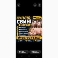 Куплю свині