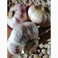 Продам часник посадковий сорту любаша