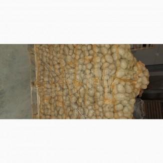 Продам картофель в Польше