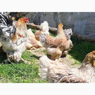 Яйце для інкубації, курчата, Брама блакитне золото, срібло