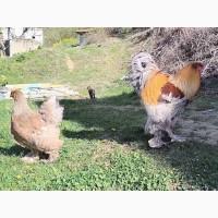 Яйце для інкубації, курчата, Брама блакитне золото, срібло