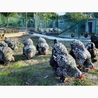 Яйце для інкубації, курчата, Брама блакитне золото, срібло