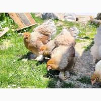 Яйце для інкубації, курчата, Брама блакитне золото, срібло