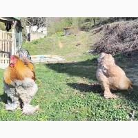 Яйце для інкубації, курчата, Брама блакитне золото, срібло