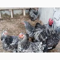 Яйце для інкубації, курчата, Брама блакитне золото, срібло