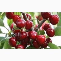 Гуртова вишня 2025 Полтавщина | Від населення | Без хвостика | Заморозка / Переробка