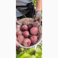 Продам буряк