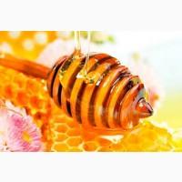 Купуємо Мед ЛИПИ, ціна до 130 грн/кг