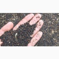 Закуповуємо Ріпак без ГМО