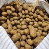 Насіннєва картопля Полтавщина - Коломбо, Саншайн, Королева Анна з доставкою Новою поштою