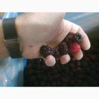 Ожина морожена