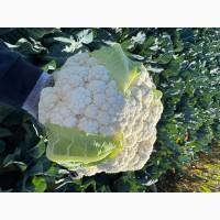 Продам цвітну капусту 200кг