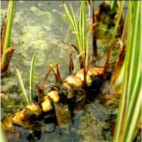 Екстракт аїру