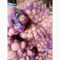 Продам товарну картоплю від населення з доставкою до вашого складу
