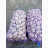 Продам товарну картоплю від населення з доставкою до вашого складу