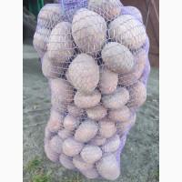 Продам товарну картоплю від населення з доставкою до вашого складу