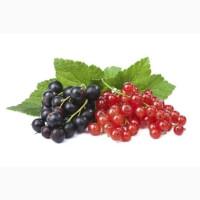 Куплю заморожену поричку і смородину звичайну і органічну