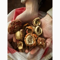 Мухомор червоний