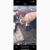Продаж ВРХ (жива вага) на експорт