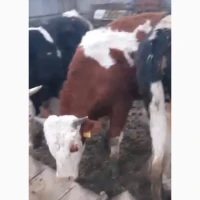 Продаж ВРХ (жива вага) на експорт