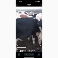Продаж ВРХ (жива вага) на експорт