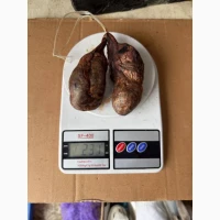 Струя бобра бобровая струя настойка