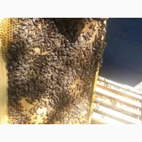 Продам бджолопакети! 2026