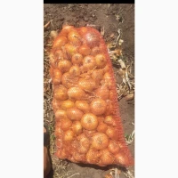 Продам лук Штутгарт