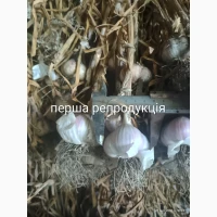 Продам однозубку часника, першу репродукцію