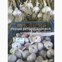 Продам однозубку часника, першу репродукцію