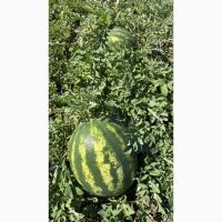 Продам кавун з поля Талісман