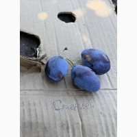 Продам Сливу, великий обсяг
