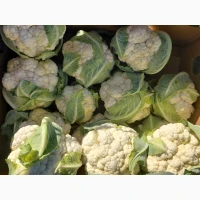 Продам цвітну капусту